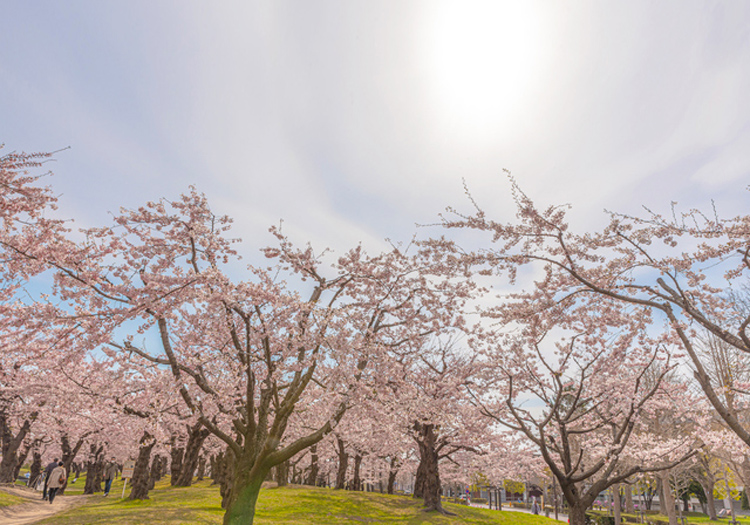 北海道産の桜の木のチップ