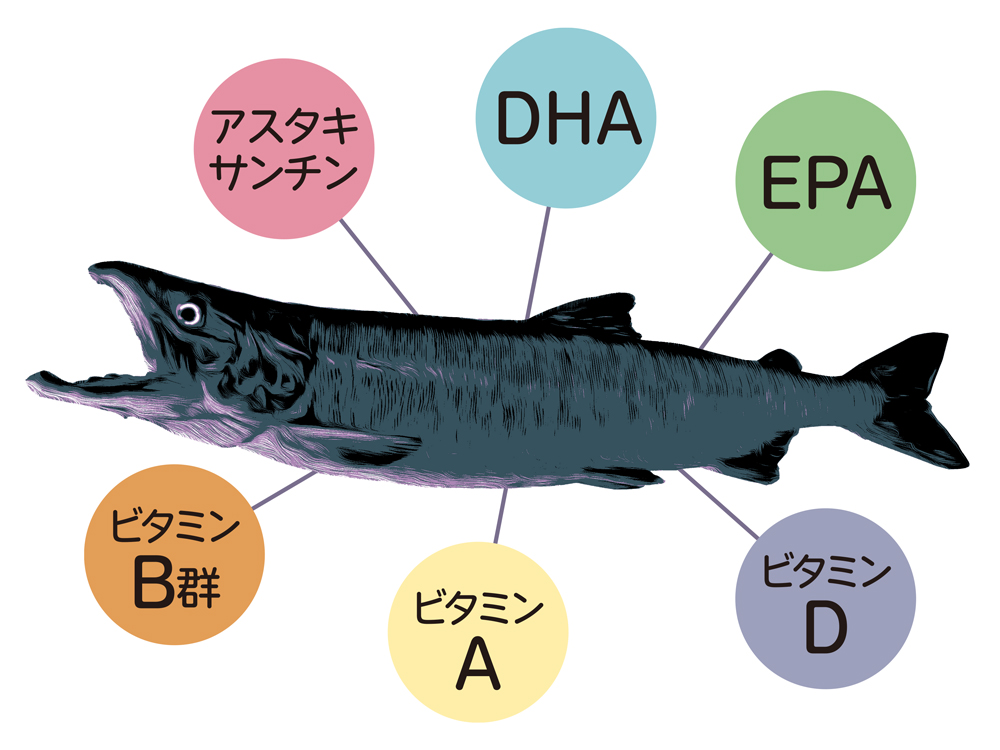 天然の秋鮭は栄養たっぷり！